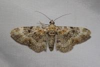 Eupithecia pulchellata