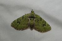 Chloroclystis v-ata