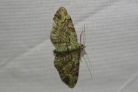 Pasiphila rectangulata