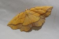 Epione repandaria