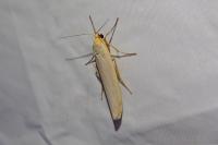 Eilema caniola