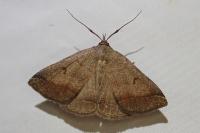 Zanclognatha lunalis