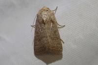 Hoplodrina ambigua