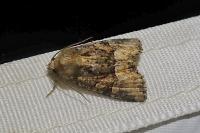 Oligia latruncula