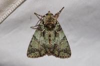 Polyphaenis sericata