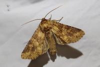Conisania luteago