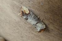 Phalera bucephala