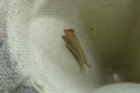 Chrysoteuchia culmella