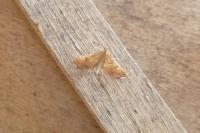 Endotricha flammealis