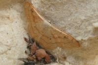 Idaea rubraria