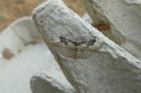 Idaea rusticata