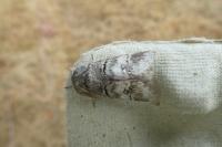 Drymonia querna