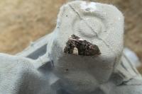 Tyta luctuosa