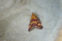 Pyrausta sanguinalis