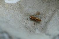 Metalampra italica