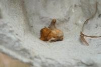Apoda limacodes
