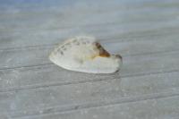 Cilix hispanica