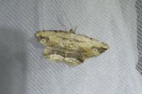 Menophra abruptaria
