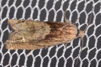 Eucosma hohenwartiana
