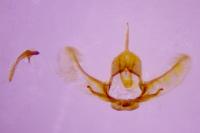 Cnephasia incertana