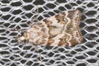 Scoparia pyralella