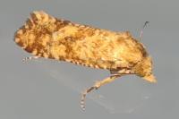 Aethes margarotana