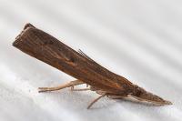 Pediasia contaminella