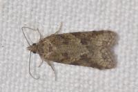 Cnephasia incertana