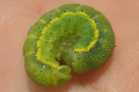 Lacanobia oleracea