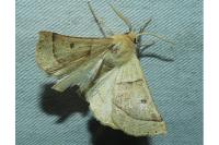 Crocallis elinguaria
