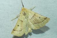 Crocallis elinguaria