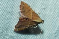 Endotricha flammealis