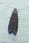 Ephestia woodiella