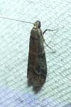 Ephestia woodiella