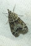 Eudonia mercurella