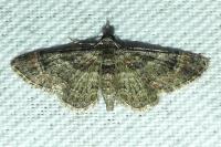Gymnoscelis rufifasciata