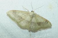 Idaea aversata
