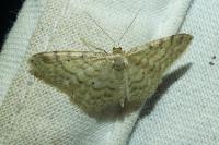 Idaea fuscovenosa