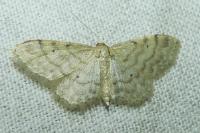 Idaea fuscovenosa