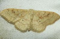 Idaea rubraria