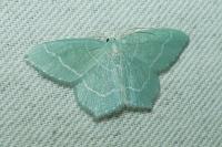 Jodis lactearia