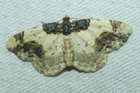 Ligdia adustata