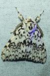 Lymantria monacha