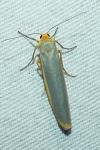Manulea complana