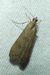 Nomophila noctuella