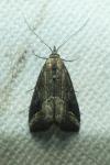 Schrankia costaestrigalis