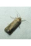 Spodoptera exigua