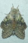 Stauropus fagi