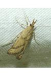 Synaphe punctalis