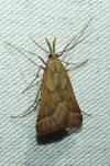 Synaphe punctalis